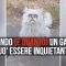 Quando (e quanto) un gatto può essere inquietante