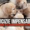 Amicizie impensabili, la strana passione di 5 golden retriever per un gatto