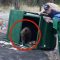 Nevada, sorpresa nel cassonetto: escono tre cuccioli di orso
