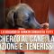 Lo scherzo al cane: la sua reazione è tenerissima. Lo sguardo di Dunkin conquista tutti