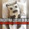 La vita extra lusso di Bluenjy, il bulldog francese di professione modello