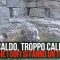 Fa caldo, troppo caldo… anche i gufi si fanno un tuffo