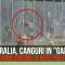 Australia, canguri in “gabbia”: si lanciano contro rete per fuggire