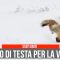 Il salto della volpe… l’esilarante video che sta facendo il giro del web
