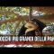 Gli occhi più grandi della pancia: serpente tenta di mangiare pipistrello ma è troppo grande
