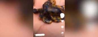 video_blitz