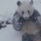 I panda giganti impazziscono sulla neve: le loro capriole sono ipnotiche