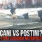 Cani vs postini? Non è solo una leggenda metropolitana