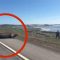 L’elefante marino deve attraversare la strada: interviene lo sceriffo