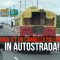 Florida, c’è un cammello ballerino… in autostrada!!!