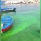 Mare colorato di verde: allarme a Posillipo