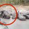 Baby-elefanti bloccati nel fango: per salvarli si mobilità tutta la città