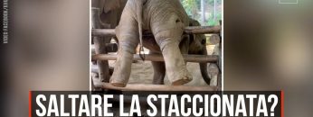 Privato: Pending – Youtube Automatic
