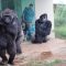 Che fastidio la pioggia: il fuggi fuggi dei gorilla