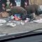 Emergenza rifiuti a Roma, spuntano i cinghiali