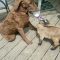 Nuovi amici in fattoria: la cagnolina allatta la capra