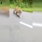 India, motociclisti inseguiti da una tigre