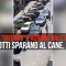 Napoli, pitbull “difende” padrone dall’arresto: i poliziotti sparano e uccidono il cane