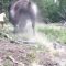 Turisti non mantengono la distanza: il bisonte carica una bimba di 9 anni