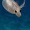 Sorpresa in fondo al mare: ecco il calamaro a “forma di maialino”