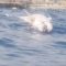 Delfino morto a Rapallo, il video del ritrovamento