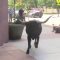 “Porca vacca” che paura: il bovino tenta l’assalto alla banca