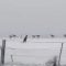 Freddo record in Australia, i canguri saltano tra la neve