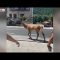 Privato: Pending – Youtube Automatic