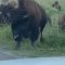 Mandria di bisonti “investe” una famiglia nel parco di Yellowstone