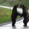 Fermi tutti: in autostrada c’è una lite tra due orsi