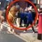 Prende a pugni un cavallo della polizia: tifoso inglese nei guai