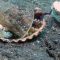 Plastica in mare: il baby polpo scambia un bicchiere per una conchiglia