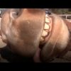 Privato: Pending – Youtube Automatic