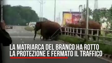 Privato: Pending – Youtube Automatic