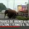 India, mamma elefante fa spazio al branco