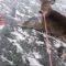 Cervi intrappolati sul lago ghiacciato: un uomo li salva con… pattini e corda