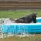 Usa, il cavallo si fa un bagno nella piscina gonfiabile