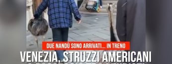 Privato: Pending – Youtube Automatic
