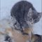 Canada, gattini intrappolati con la coda nel ghiaccio: salvati grazie al caffè