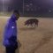 Perugia, invasione durante una partita di calcio: in campo entra un maiale