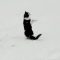 Gattino scopre la neve: ecco come reagisce