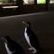 Chiuso per coronavirus, gli unici turisti sono… i pinguini
