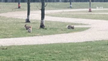 Privato: Pending – Youtube Automatic