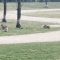 Sorpresa a Milano: al parco spuntano le lepri
