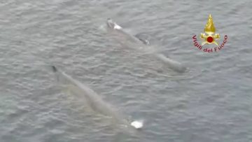 Privato: Pending – Youtube Automatic