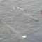 Due balene nuotano nello Stretto di Messina: avvistamento speciale dall’elicottero