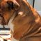 Coronavirus, non può giocare con i bambini per il lockdown: la tristezza del bulldog