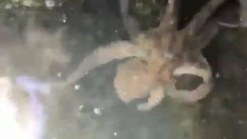 Privato: Pending – Youtube Automatic