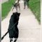 Fine del lockdown, si rivedono dopo un mese: la gioia di due cani