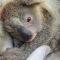 Australia: arriva Ash, cenere, il primo koala “post incendi”